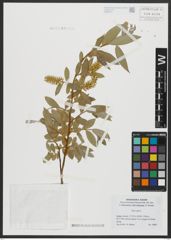 Foto von Salix alba L.